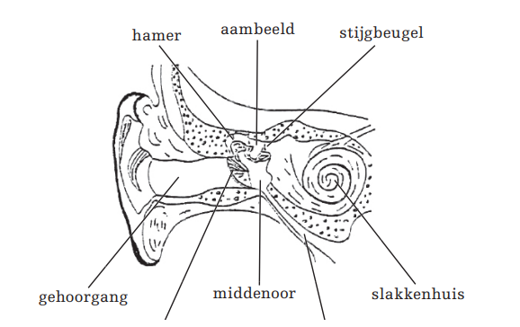 Trommelvliesbuisjes plaatsen - Tergooi