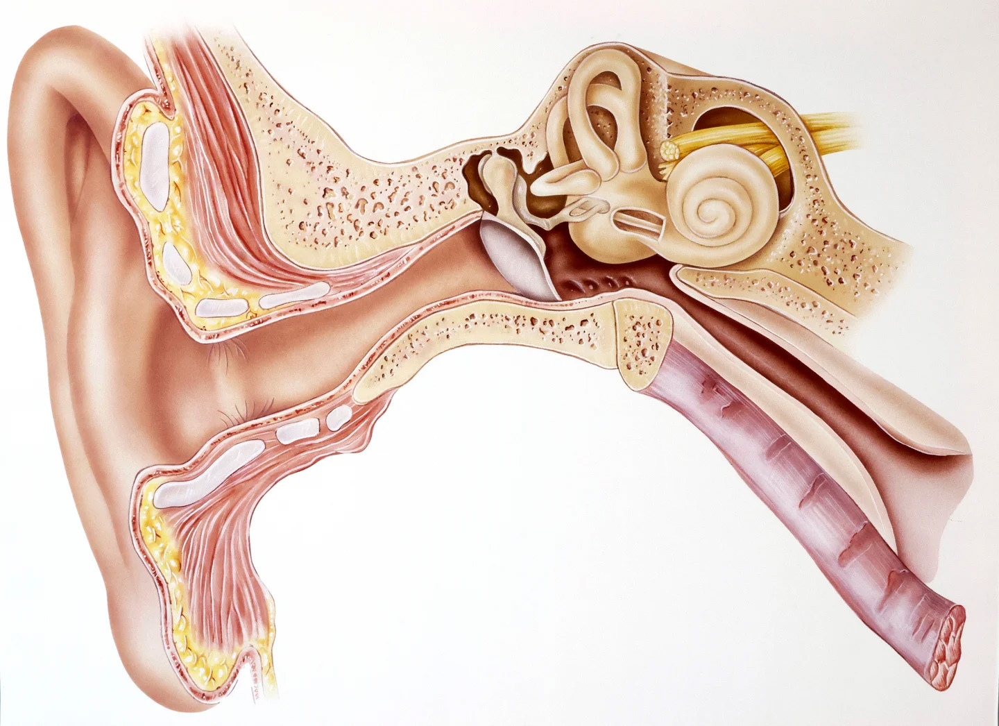 De drie gehoorbeentjes, waaronder de stijgbeugel, zitten rechts van het trommelvlies